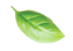 fresh-basil-leaves-falling-green-herbs-nature-food-b-1.png