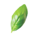fresh-basil-leaves-falling-green-herbs-nature-food-b-3.png
